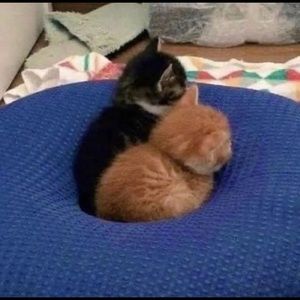 Meet your Posher, Luke